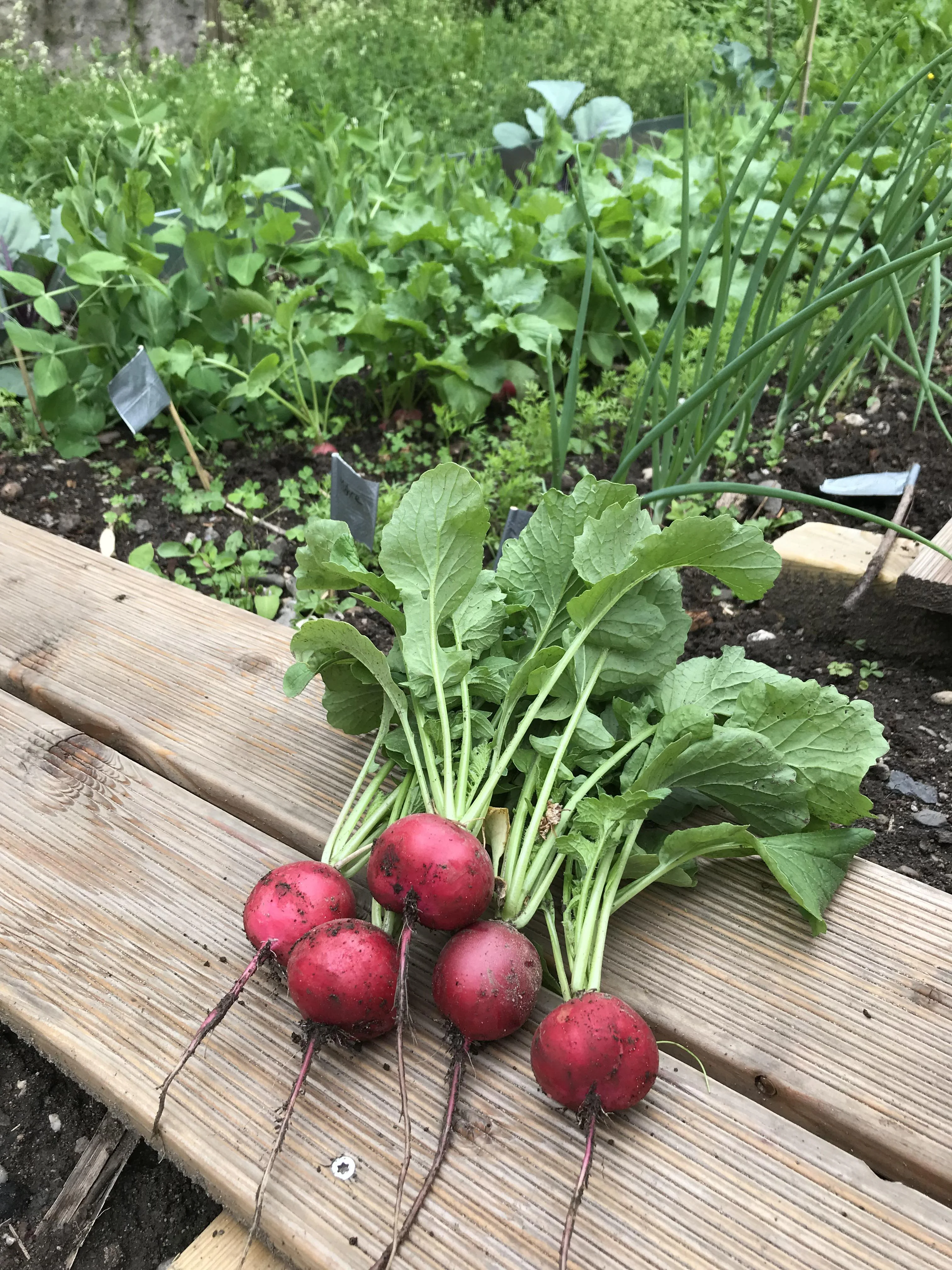 Students acquire the complete set of farming skills required for effective teaching of an in-school gardening class.