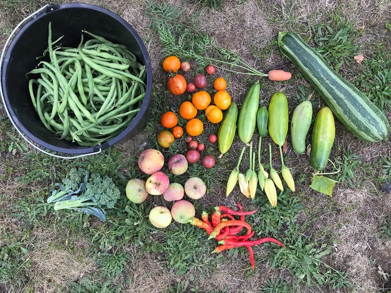 Fruits and Vegetables at the University of Bonn