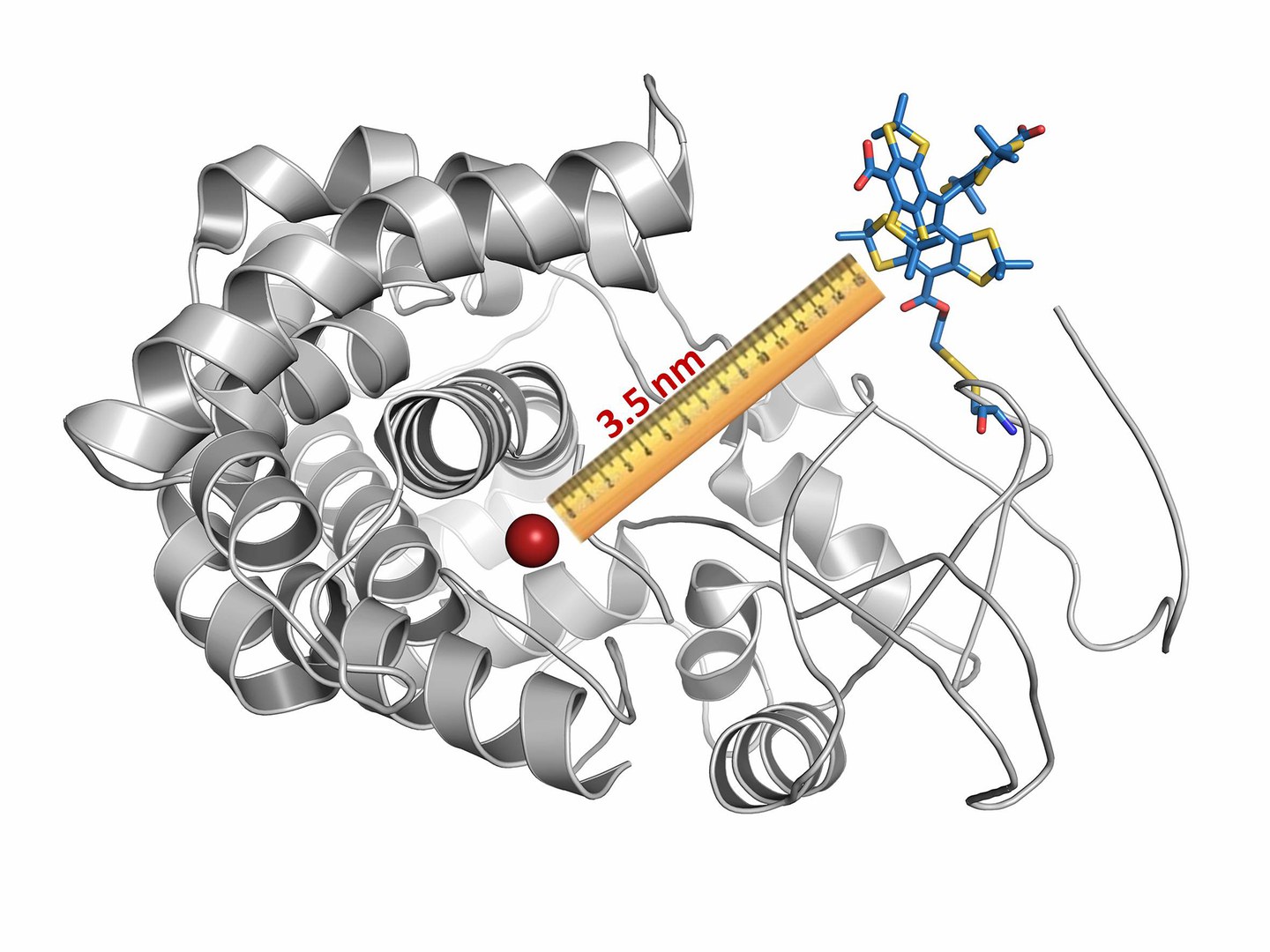 The Bonn-based scientists fitted a cytochrome molecule