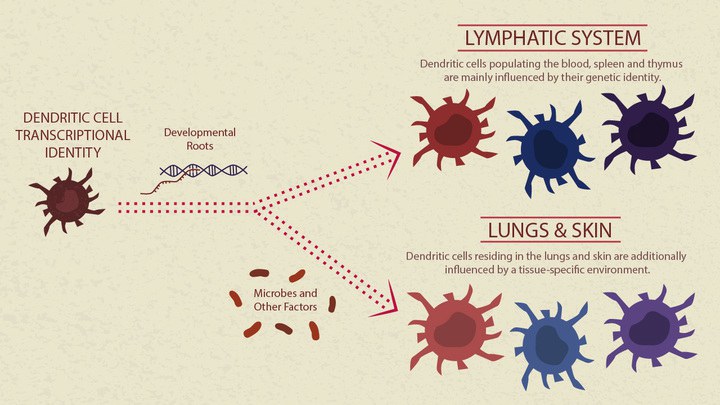 Origin and environment influence the identity of dendritic cells: