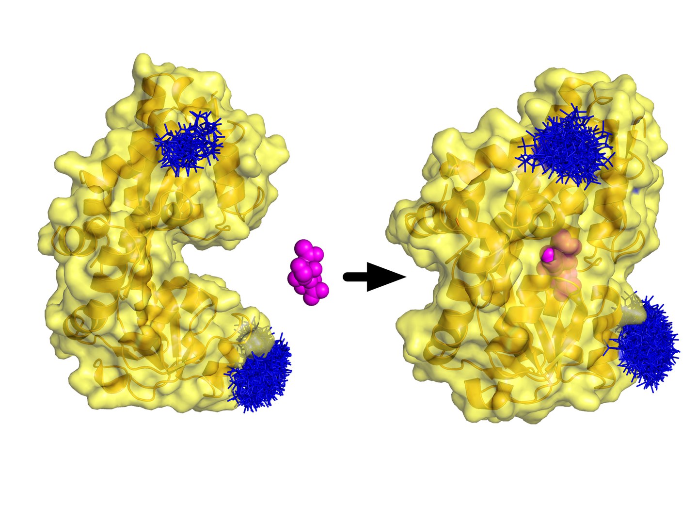 The P domain (yellow) patrols with its mouth open