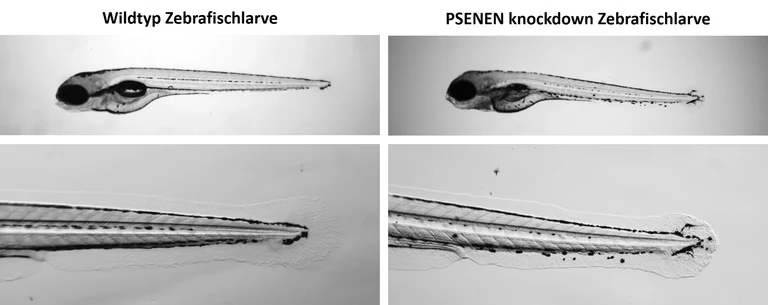 Microscopic image of zebrafish larvae: