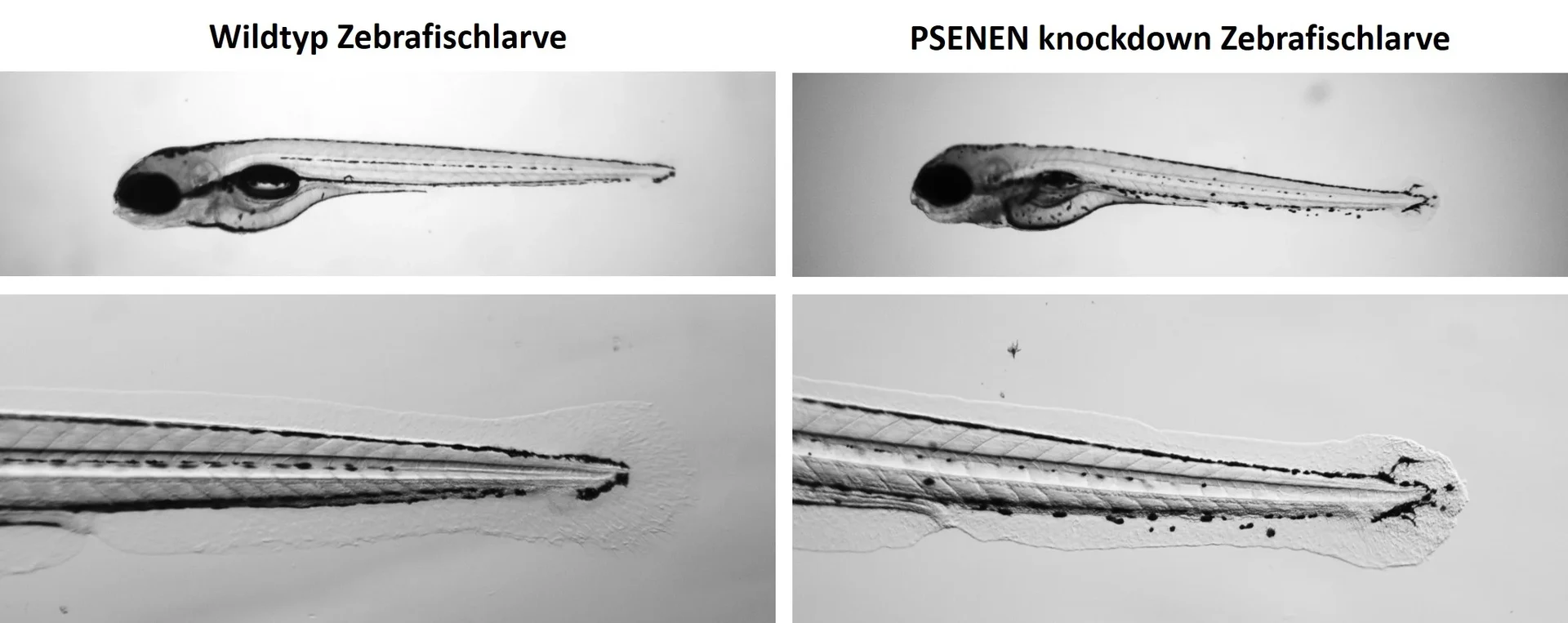 Microscopic image of zebrafish larvae: