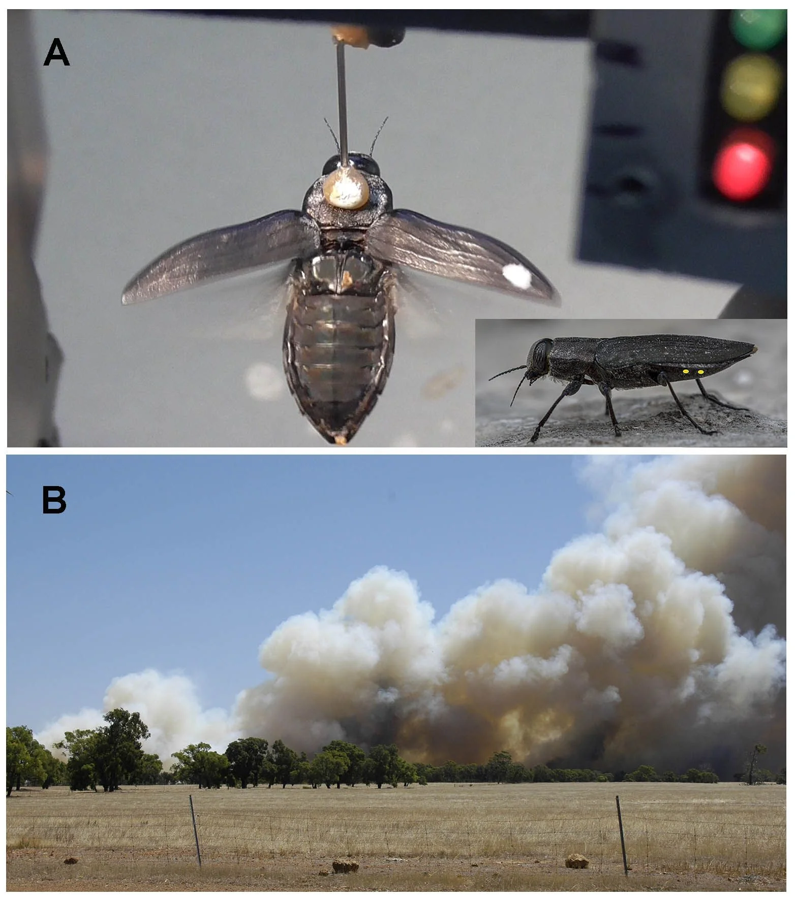 Australian Fire Beetle
