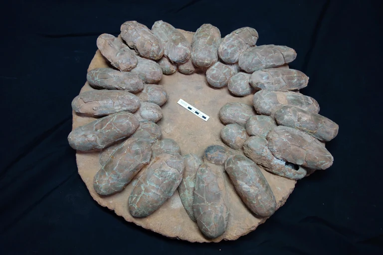 Clust of dinosaur eggs