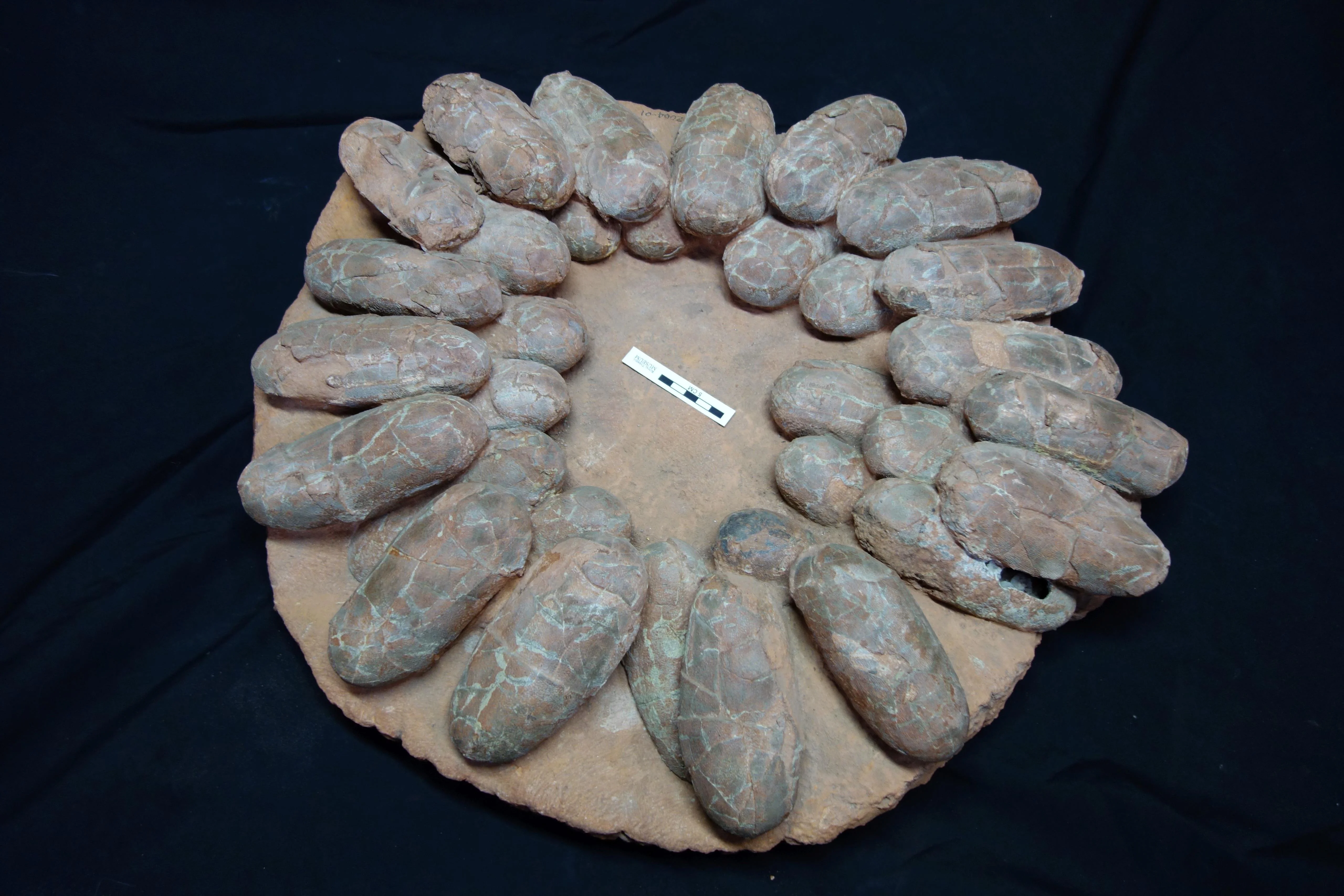 Clust of dinosaur eggs