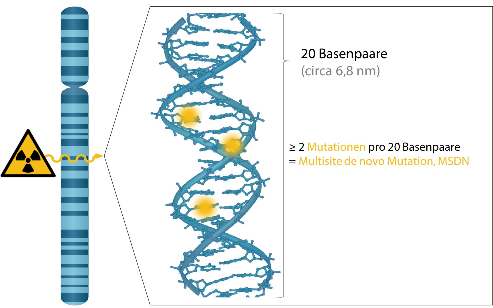 The graph illustrates how radiation alters the genome: