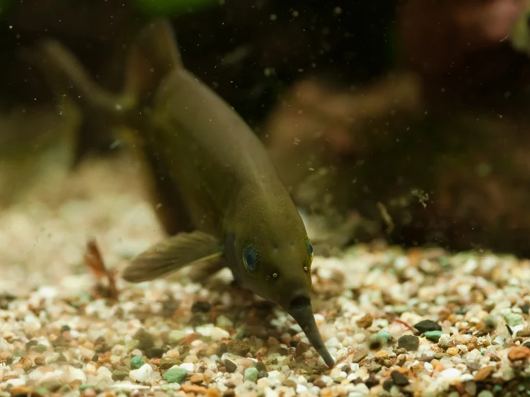 Elephantnose fish (Gnathonemus petersii)
