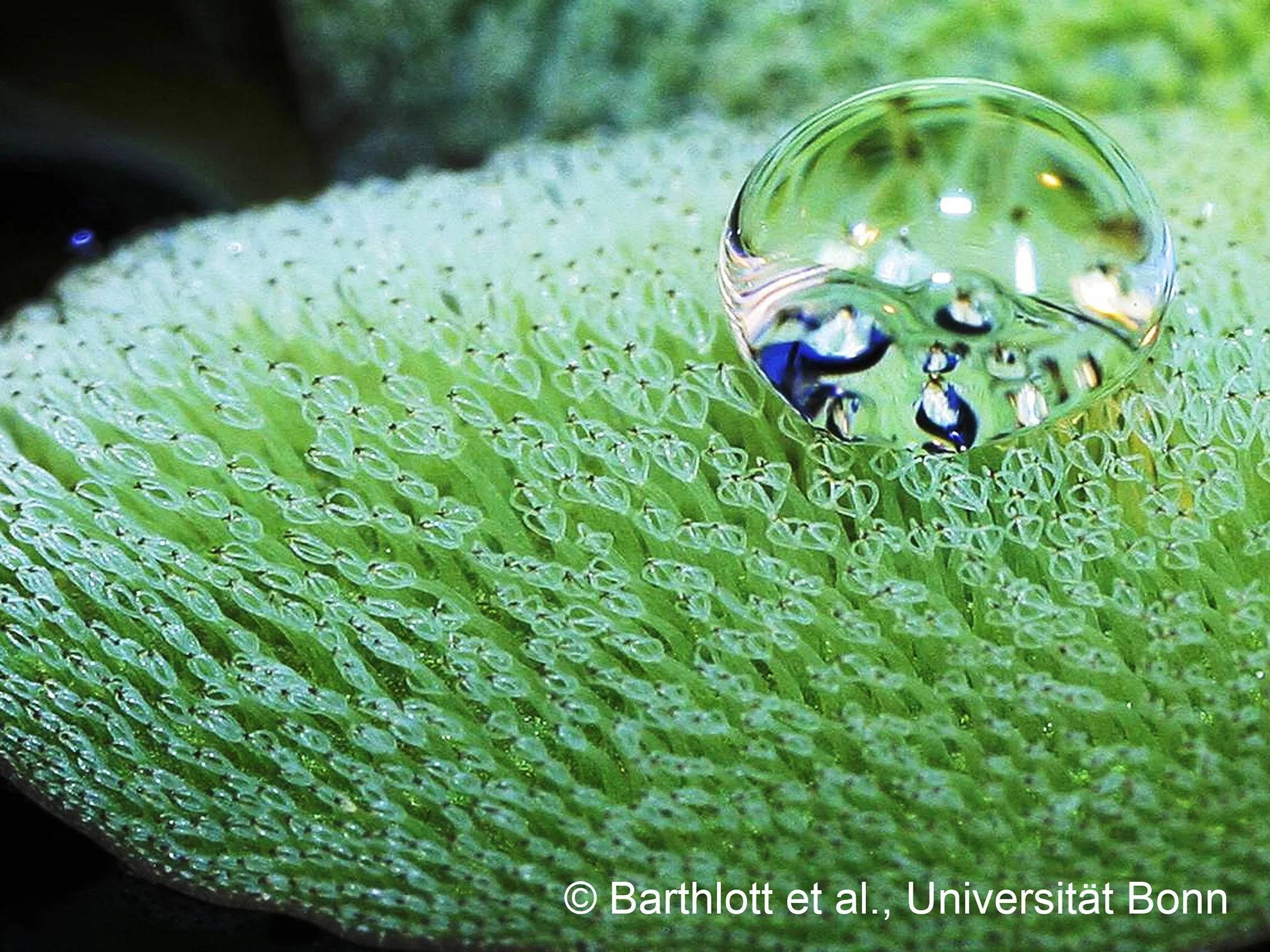 The aquatic fern Salvinia molesta