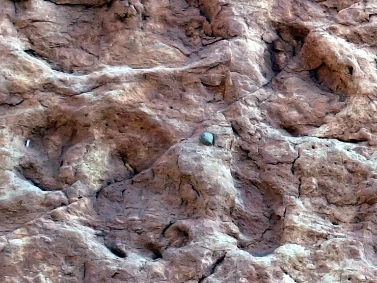 Well preserved footprints of the find site in Morocco,