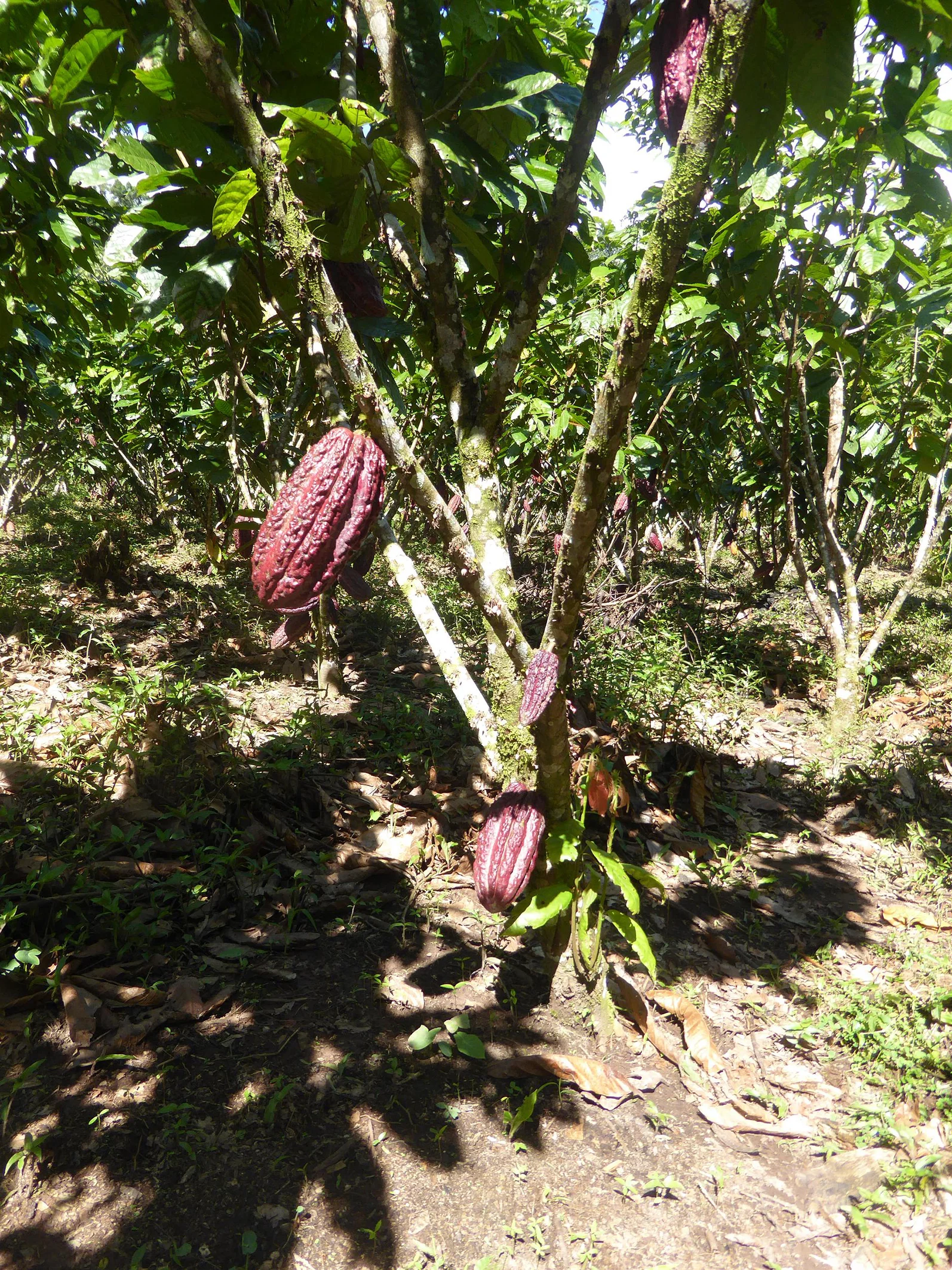 The cultivation of cocoa plants
