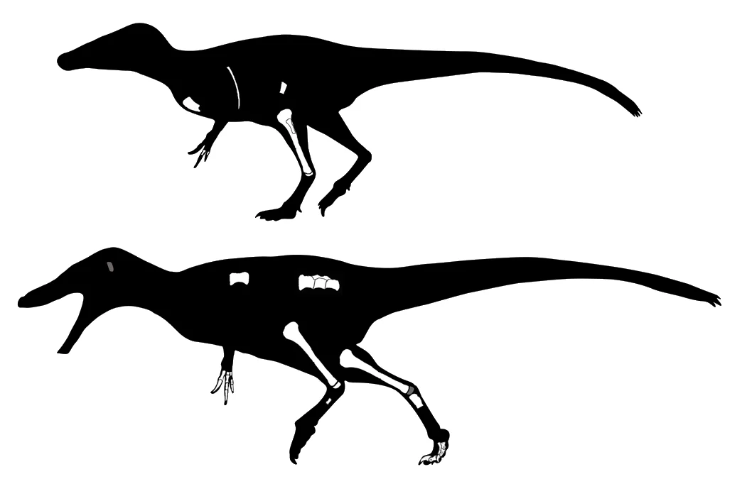 Reconstruction of the predatory dinosaurs Phuwiangvenator and Vayuraptor