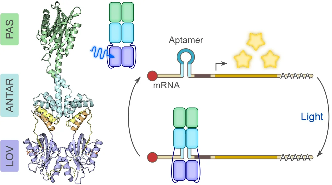 The photoreceptor PAL