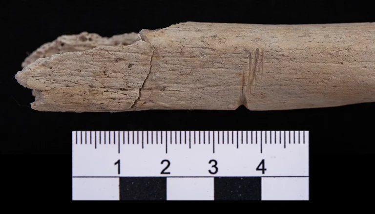 Cut marks on the muscle insertions of the long bones