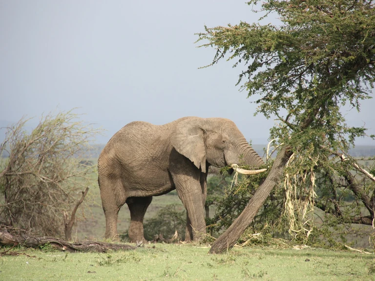 Reforestation potential?