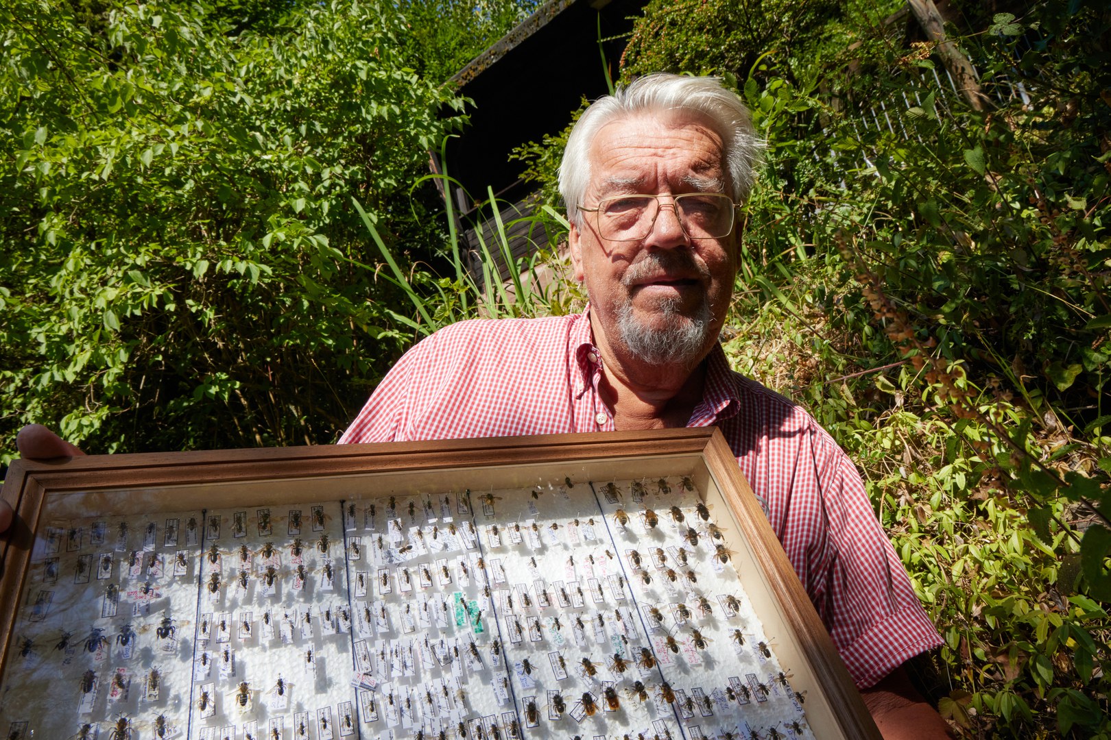 In his garden, the zoologist has identified 83 different species of wild bee alone.