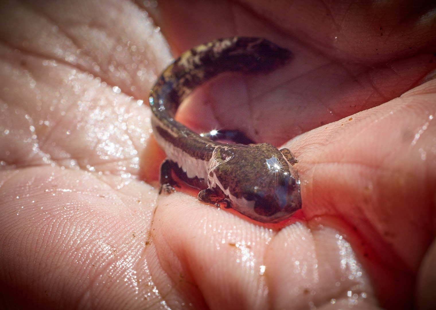 A tiny fire salamander larva on the zoologist’s hand.
